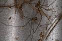 Trichocylus_nigropunctatus_D3659_Z_80_Hamelin pool_Australie